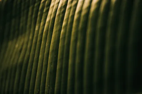 Feather Detail 4K Wallpaper · birds · 3840×2560