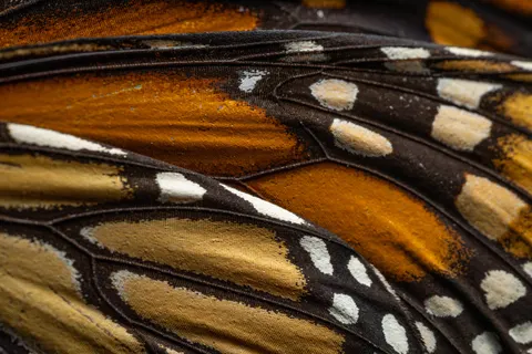 Feather Detail 4K Wallpaper · birds · 3840×2560
