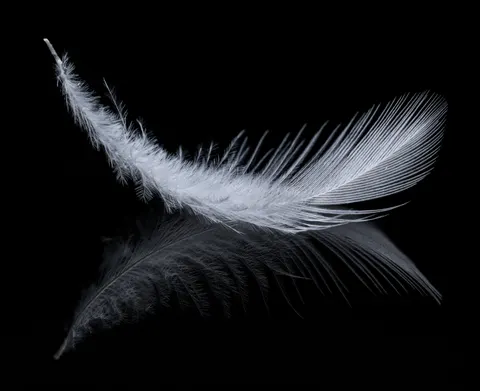 Feather Detail 4K Wallpaper · birds · 3840×3129