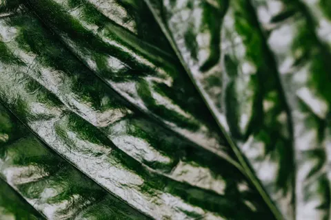 Feather Detail 4K Wallpaper · birds · 3840×2560