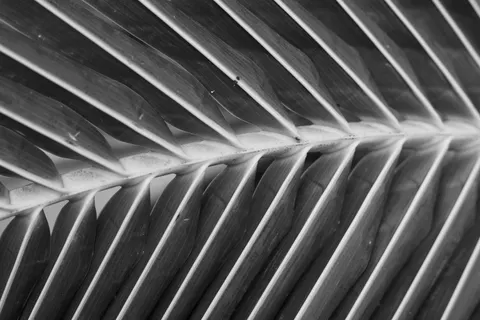 Обои Деталь пера 4K · birds · 3840×2560