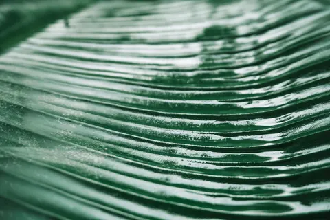 Fondo de pantalla Detalle de pluma 4K · birds · 3840×2560