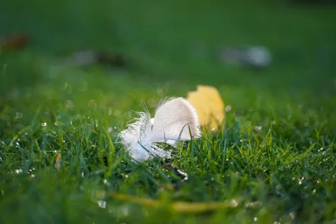 Feather Detail 4K Wallpaper · birds · 3840×2560