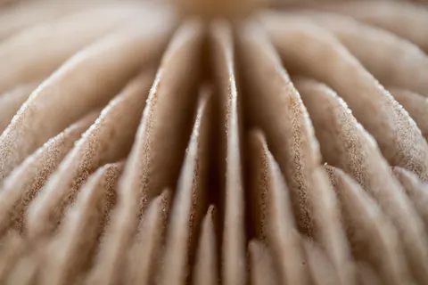 Feather Detail 4K Wallpaper · birds · 3840×2560