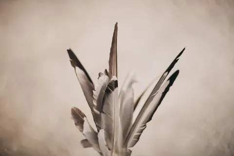 Wallpaper Detail Bulu 4K · birds · 3840×2560
