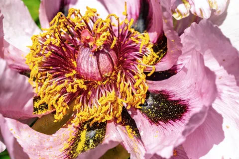 पियोनी 4K वॉलपेपर · flowers · 3840×2561