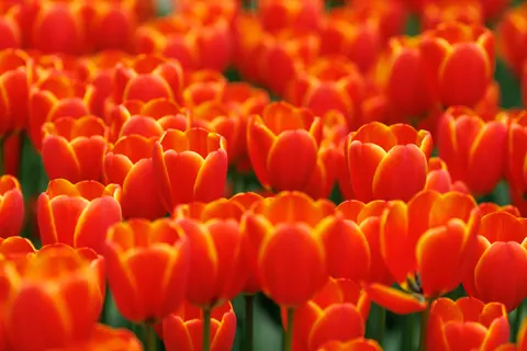 Tulip Field 4K Wallpaper · flowers · 3840×2560