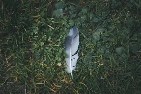 Feather Detail 4K Wallpaper · birds · 3840×2560