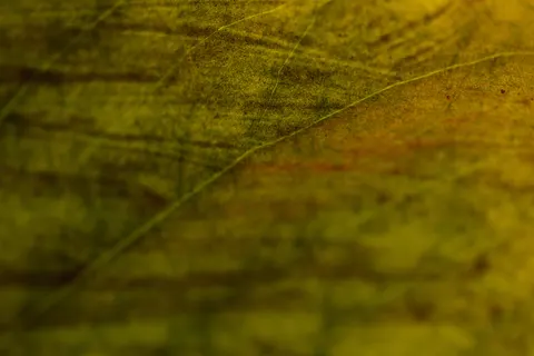 Feather Detail 4K Wallpaper · birds · 3840×2560