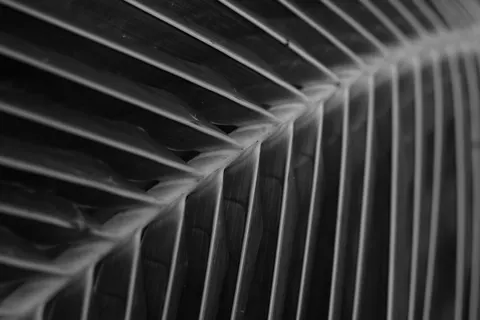 Fondo de pantalla Detalle de pluma 4K · birds · 3840×2560