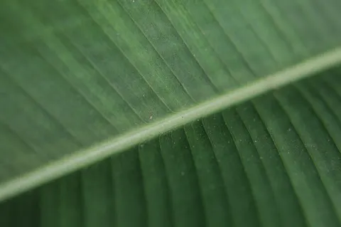 Fondo de pantalla Detalle de pluma 4K · birds · 3840×2553