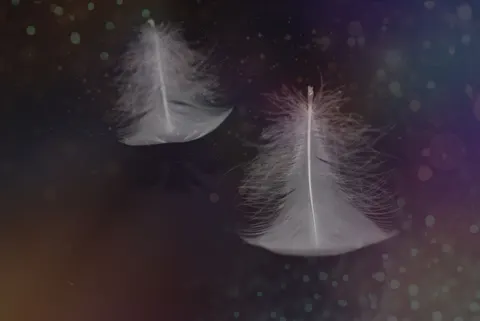 Feather Detail 4K Wallpaper · birds · 3840×2565