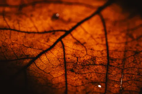 Feather Detail 4K Wallpaper · birds · 3840×2560
