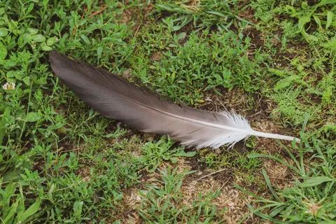 Feather Detail 4K Wallpaper · birds · 3840×2562