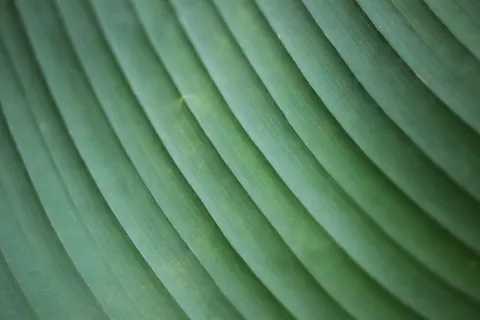 Feather Detail 4K Wallpaper · birds · 3840×2560