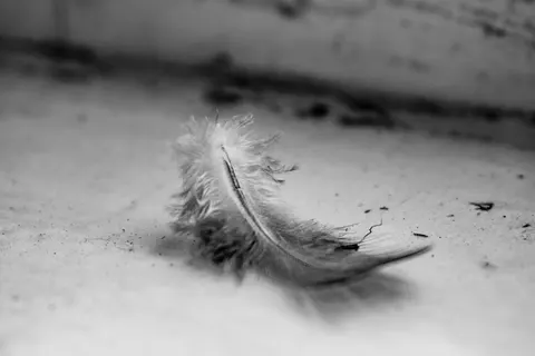 Fondo de pantalla Detalle de pluma 4K · birds · 3840×2560