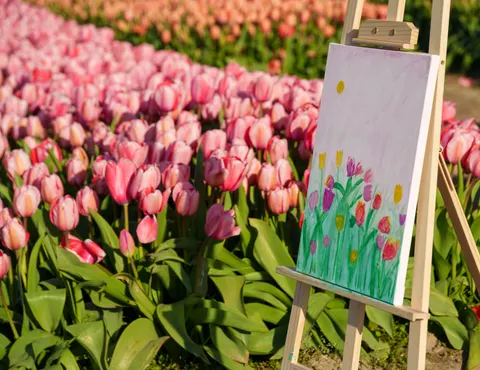 Fond d'écran Champ de tulipes 4K · flowers · 3840×2961