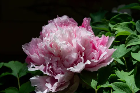 Wallpaper Bunga Peoni 4K · flowers · 3840×2553