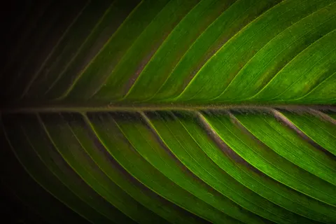 Fondo de pantalla Detalle de pluma 4K · birds · 3840×2560