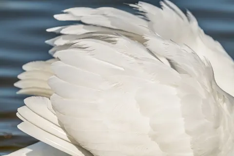 والپیپر جزئیات پر با کیفیت 4K · birds · 3840×2560