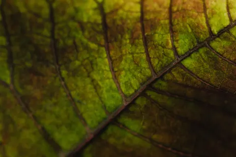 Feather Detail 4K Wallpaper · birds · 3840×2560