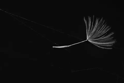 Fondo de pantalla Detalle de pluma 4K · birds · 3840×2560