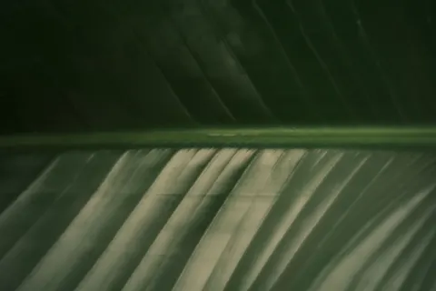 Feather Detail 4K Wallpaper · birds · 3840×2560