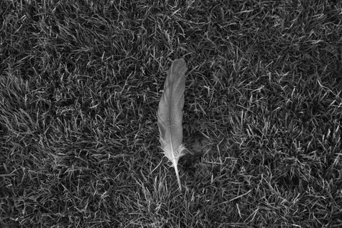 Feather Detail 4K Wallpaper · birds · 3840×2560