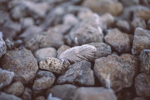 Feather Detail 4K Wallpaper · birds · 3840×2560