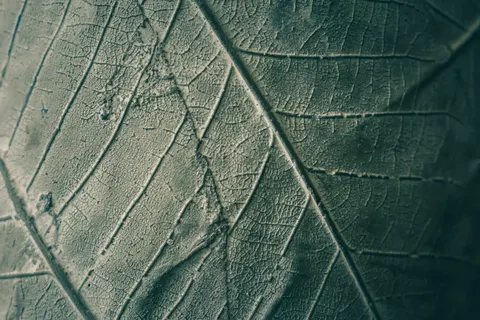 Feather Detail 4K Wallpaper · birds · 3840×2560