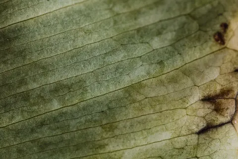Feather Detail 4K Wallpaper · birds · 3840×2560