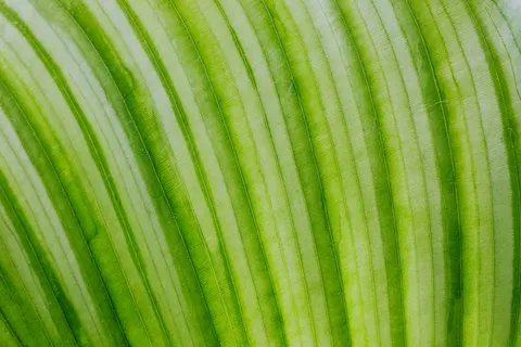 Feather Detail 4K Wallpaper · birds · 3840×2560