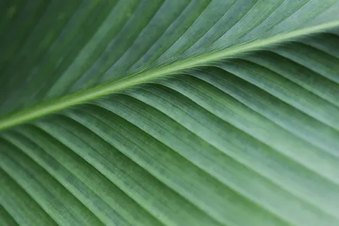 والپیپر جزئیات پر با کیفیت 4K · birds · 3840×2560