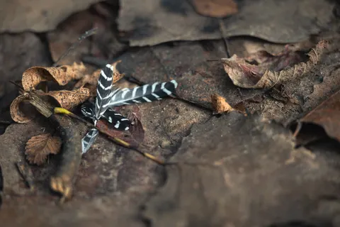 Feather Detail 4K Wallpaper · birds · 3840×2563