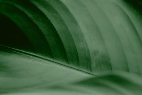 Feather Detail 4K Wallpaper · birds · 3840×2563