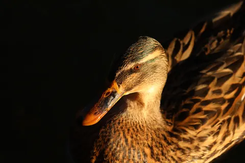Обои Деталь пера 4K · birds · 3840×2560