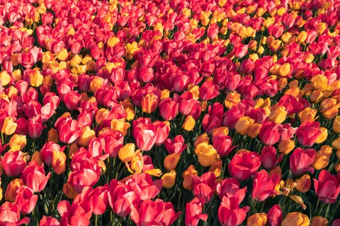Tulip Field 4K Wallpaper · flowers · 3840×2560