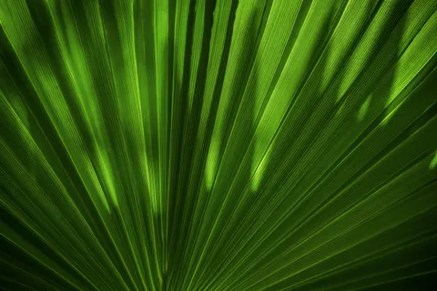 Feather Detail 4K Wallpaper · birds · 3840×2560