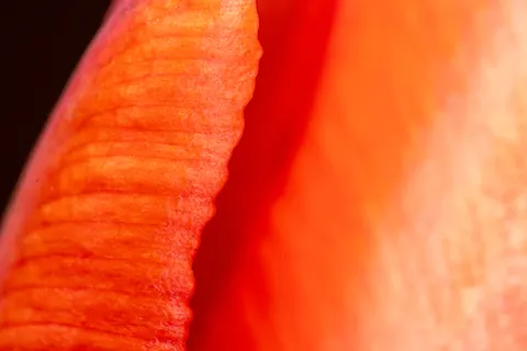والپیپر جزئیات پر با کیفیت 4K · birds · 3840×2560