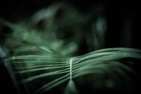 Federdetail 4K Hintergrundbild · birds · 3840×2561