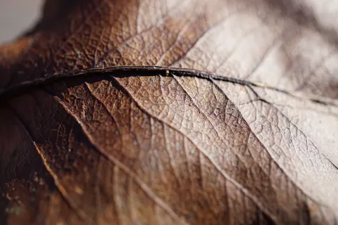 Feather Detail 4K Wallpaper · birds · 3840×2560