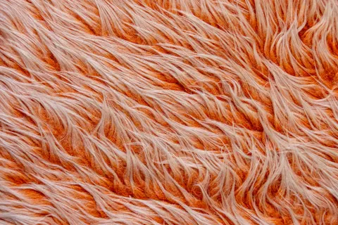 Feather Detail 4K Wallpaper · birds · 3840×2560