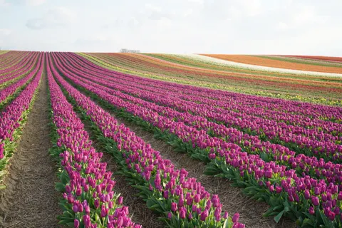 Fond d'écran Champ de tulipes 4K · flowers · 3840×2560