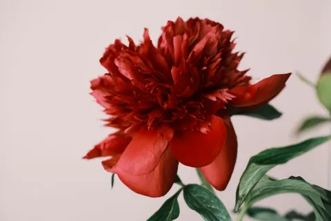 Fondo de pantalla Peonía 4K · flowers · 3840×2560