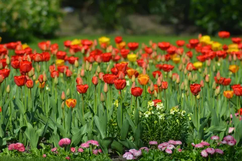 Tulpenfeld 4K Hintergrundbild · flowers · 3840×2553