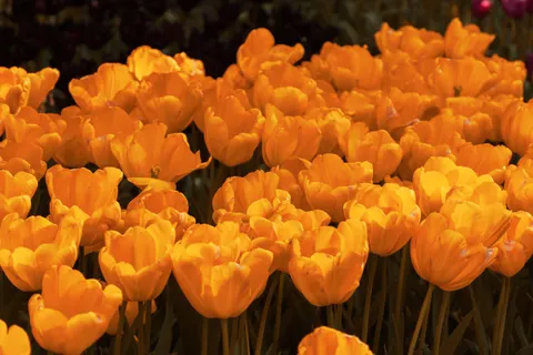 Tulpenfeld 4K Hintergrundbild · flowers · 3840×2560