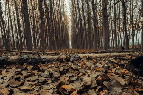 Autumn Forest Path 4K Wallpaper · autumn · 3840×2560