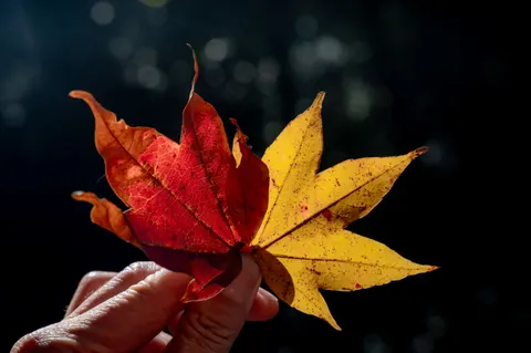 Tapeta Jesienne Liście Klonu 4K · autumn · 3840×2555