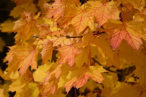 Sfondo Foglie d'Acero Autunnali 4K · autumn · 3840×2560