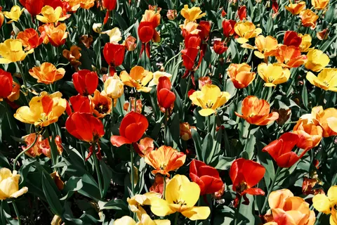 Fond d'écran Champ de tulipes 4K · flowers · 3840×2560